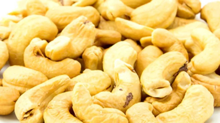 Aniyamma Baby's Multiple-Rooting Method for Cashew Trees