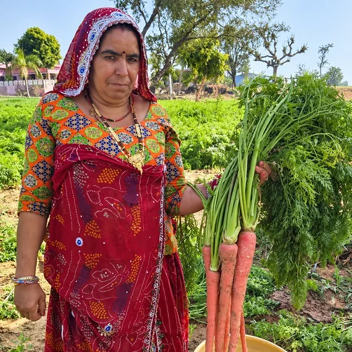 Santosh Pachar and the Laxmangarh Selection Carrot