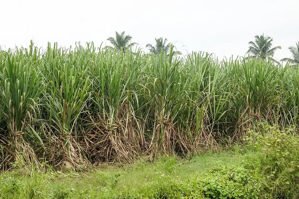 Sugar stocks slide as government halts sugarcane-based ethanol diversion